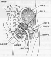 図5:坐骨神経（後面図）