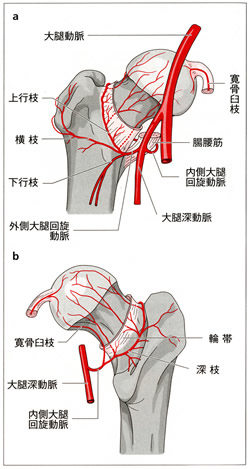 股関節を栄養する動脈