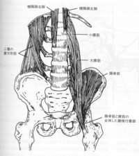 図２　大腰筋と腸骨筋（腸腰筋）